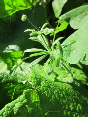 galium-aparine-848663_1920.jpg