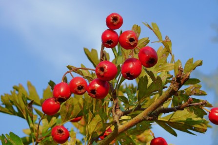 hawthorn-3653330_1920