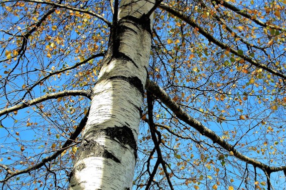 Silverbirch