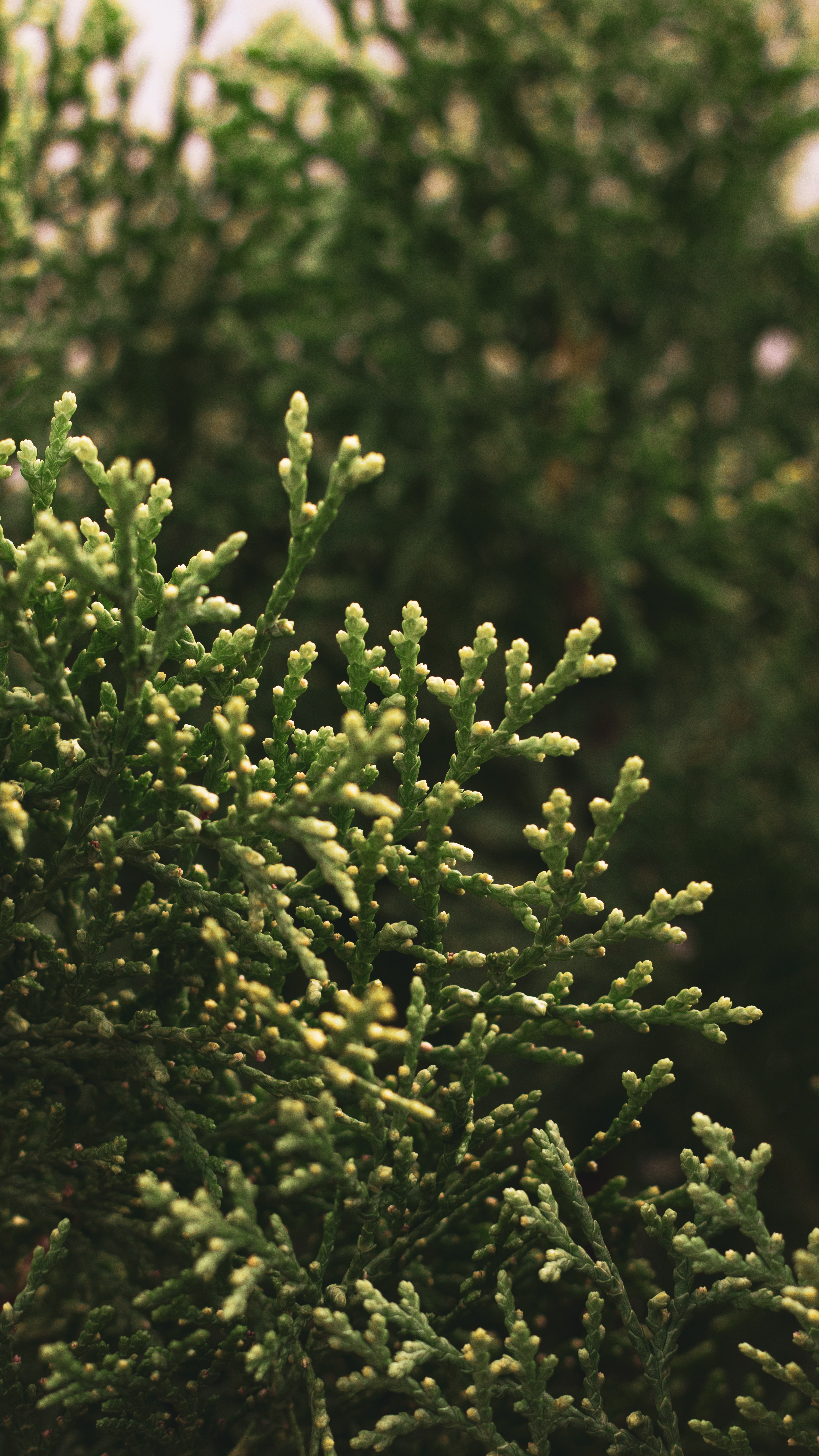 pexels-lucas-guimarÃ£es-5645960